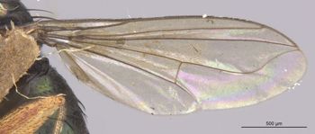 Media type: image;   Entomology 16051 Aspect: Wing front